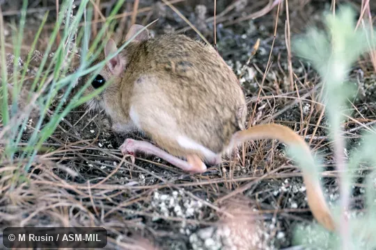 Also as Thick-tail Jerboa.