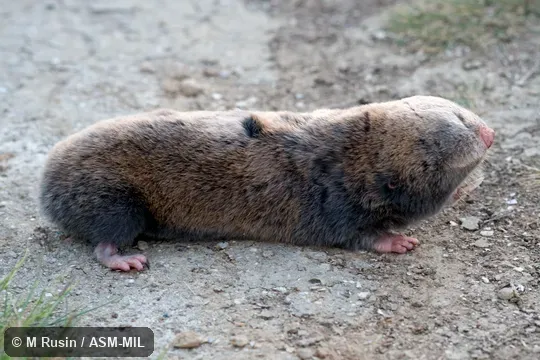 Formerly Spalax leucodon.  Also as Lesser Mole-rat.