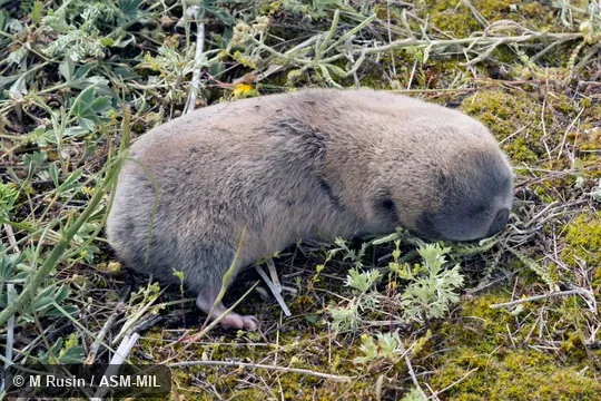 Also as Greater Mole-ray.
