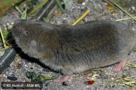 Also as African Mole-rat, Common Blesmol, Hottentot Mole-rat, Southern African Mole-rat.