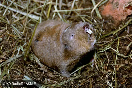 Formerly Cryptomys anselli.  Also as Zambian Mole-rat.