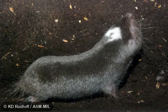 Formerly Cryptomys darlingi.  Also as Darling's Mole-rat.