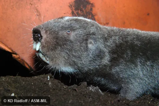Formerly Cryptomys darlingi.  Also as Darling's Mole-rat.