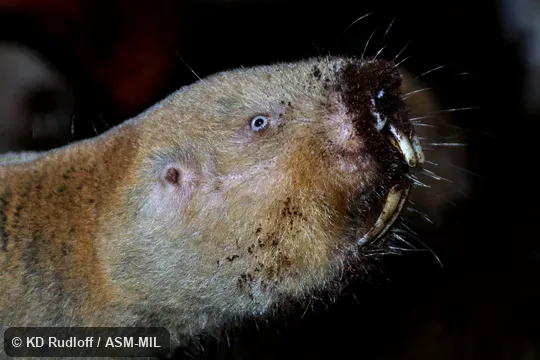 Formerly Cryptomys mechowi.  Also as Angolan Giant Mole-rat, Giant Mole-rat.