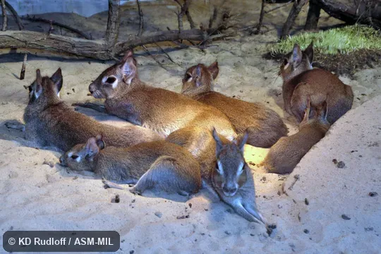 Also as Pediolagus salinicola.  Also as Dwarf Mara, Dwarf Patagonian Cavy, Dwarf Patagonian Hare.