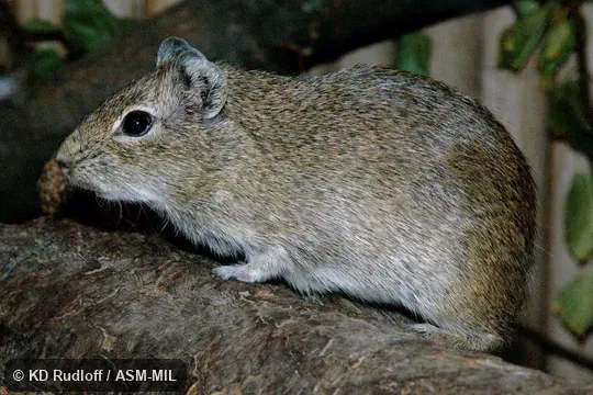 Also as Common Yellow-toothed Cavy.