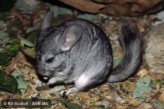 Formerly Chinchilla lanigera.  Also as Coastal Chinchilla, Common Chinchilla, Long-tailed Chinchilla.