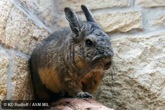 Also as Mountain Viscacha, Northern Mountain Viscacha, Southern Viscacha, Southern Mountain Viscacha.