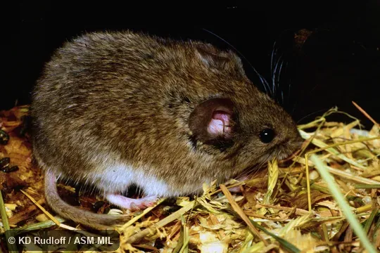Alticola argentatus severtzovi