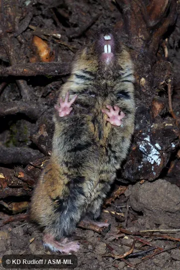 Ellobius talpinus image