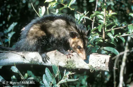 Side view.  Also as Common Opossum|Carachupa.
