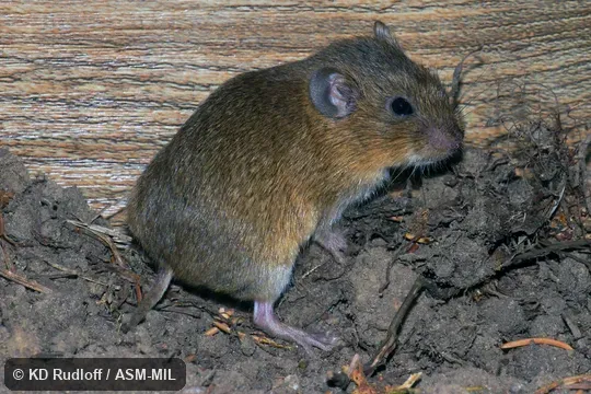 Also as Günther's Vole.