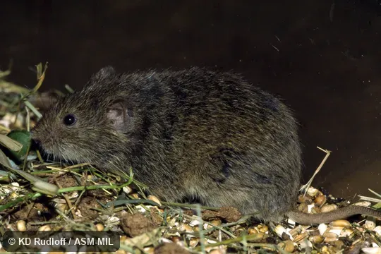 Formerly part of Microtus arvalis.  Also as Dark Vole.