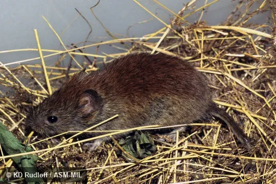   Formerly Myodes rutilus.  Also as Red Vole.