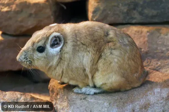 Also as Atlas Gundi, North African Gundi, Northern Gundi.