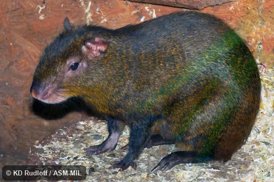 Also as Orinoco Agouti.