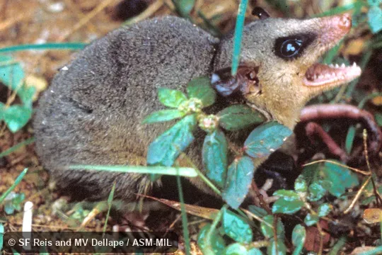 Side view, formerly as Micoureus demerarae.  Also as Woolly Mouse Opossum.