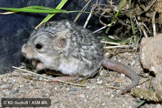 Also as Five-toed Dwarf Jerboa, Satunin's Jerboa.
