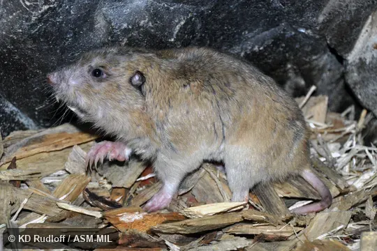 Formerly part of Thomomys bottae|Megascapheus bottae, Botta's Pocket Gopher.