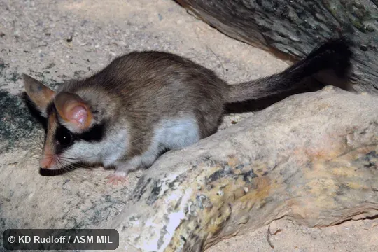 Also as Asian Garden Dormouse|Large-eared Garden Dormouse.