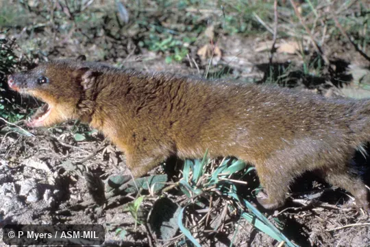 Side view.  Also as Lesser Water Opossum|Little Water Opossum|Mink Opossum|Red Opossum|Red Water-possum|Thick-tailed Opossum.