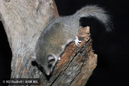 Also as Woodland Dormouse.