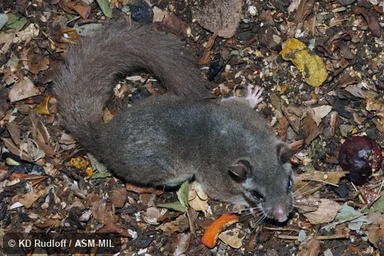 Also as Huet's African Dormouse|Large Gray Dormouse.