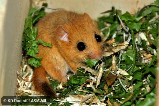 Also as Common Dormouse.