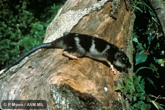 Side view.  Also as Yapok.