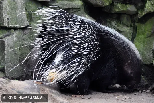 Also as Cape Crested Porcupine|South African Porcupine|Southern African Porcupine.
