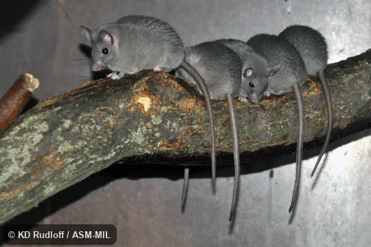 Also as Cairo Spiny Mouse · Egyptian Spiny Mouse · Greater Wilfred's Mouse.