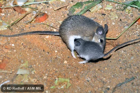 Also as Cairo Spiny Mouse · Egyptian Spiny Mouse · Greater Wilfred's Mouse.