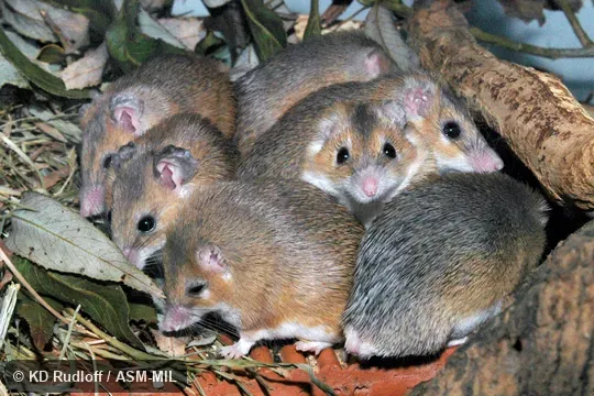 Acomys wilsoni image