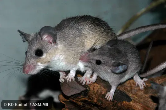 Acomys cahirinus cilicicus.   Formerly Acomys cilicicus, Turkish Spiny Mouse.  Also as Cairo Spiny Mouse · Egyptian Spiny Mouse · Greater Wilfred's Mouse · Turkish Spiny Mouse · Cilician Spiny Mouse.