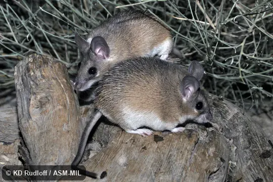 Acomys dimidiatus homericus.  Also as Eastern Spiny Mouse.