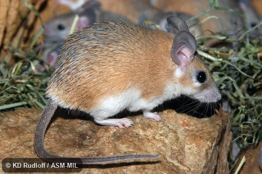 Also as Eastern Spiny Mouse.