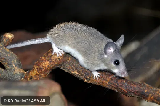 Formerly Acomys minous, Crete Spiny Mouse.  Also as Cairo Spiny Mouse · Egyptian Spiny Mouse · Greater Wilfred's Mouse.