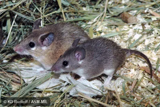 Formerly Acomys minous, Crete Spiny Mouse.  Also as Cairo Spiny Mouse · Egyptian Spiny Mouse · Greater Wilfred's Mouse.