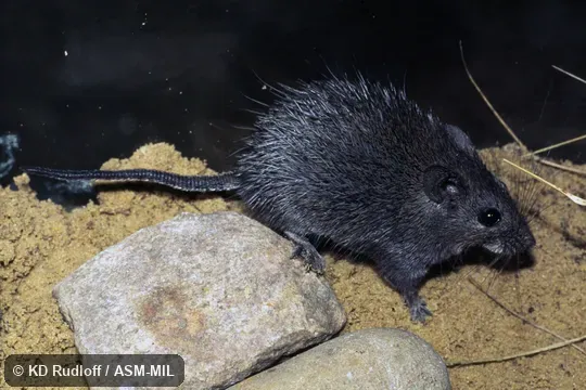dark commensal form