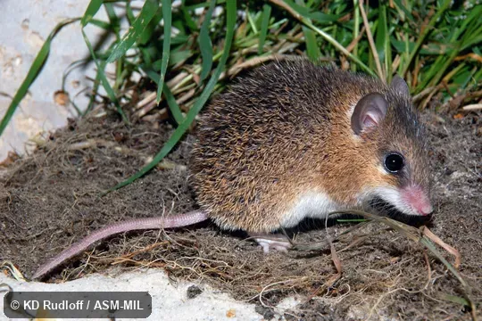 Also as Least Spiny Mouse|Southern Spiny Mouse.