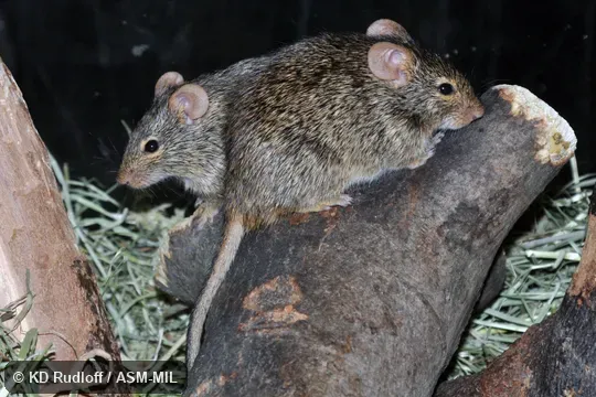 Also as Neumann's Arvicanthis|Somali Grass Rat.