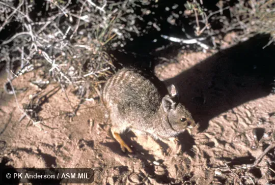 Dorsal, oblique view