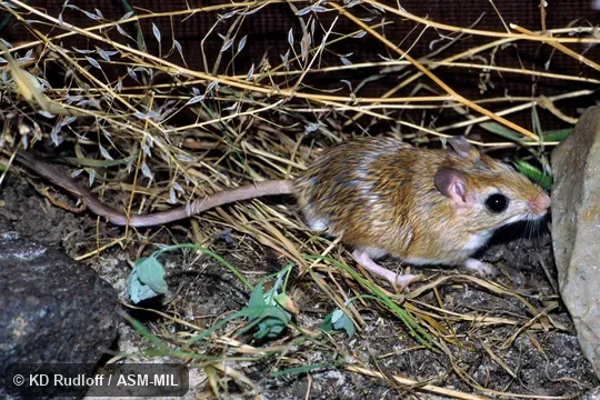 Formerly Gerbillus perpallidus.