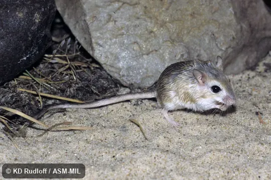 Also as Dwarf Gerbil.