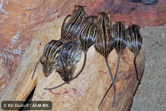 Also as Barbary Lemniscomys.