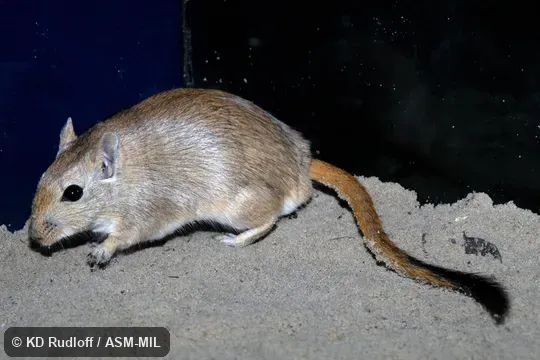 Also as Asiatic Hairy-footed Gerbil.