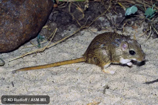 Formerly Meriones meridianus nogaiorum.  Also as Midday Gerbil.