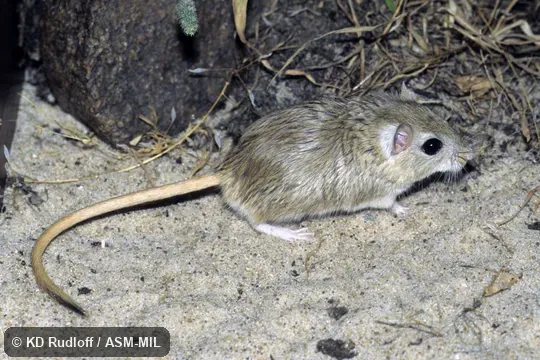 Formerly Meriones meridianus penicilliger