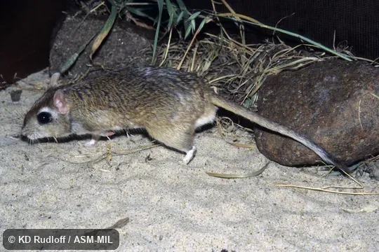 Also as Tamarisk Gerbil.