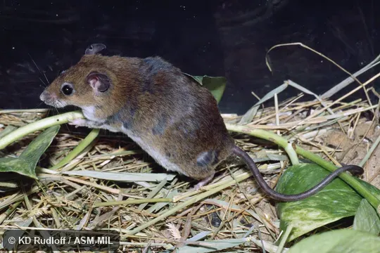 Also as Tullberg's Praomys|Tullberg's Rock Rat.